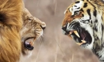 Ko je jači lav ili tigar?